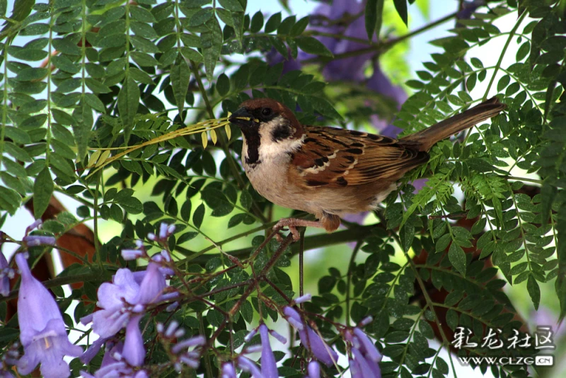蓝花楹上的小谷雀
