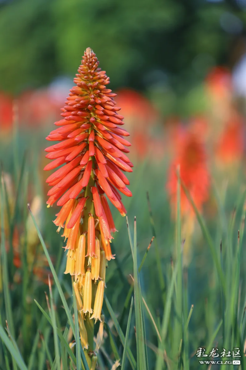 每日一花之火把莲花