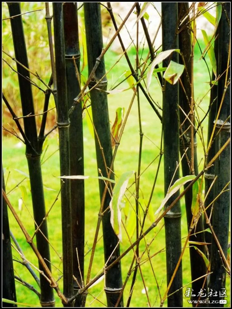 水能性淡为吾友竹解心虚是我师