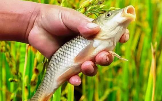 clzg_face_small&clzg_scale=568,354