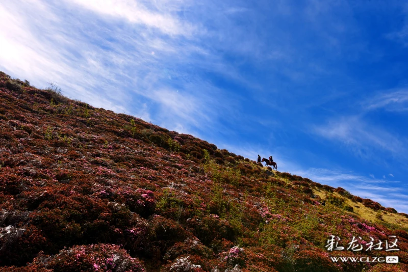 禄劝马鹿塘乡杜鹃花海图视摄影大赛
