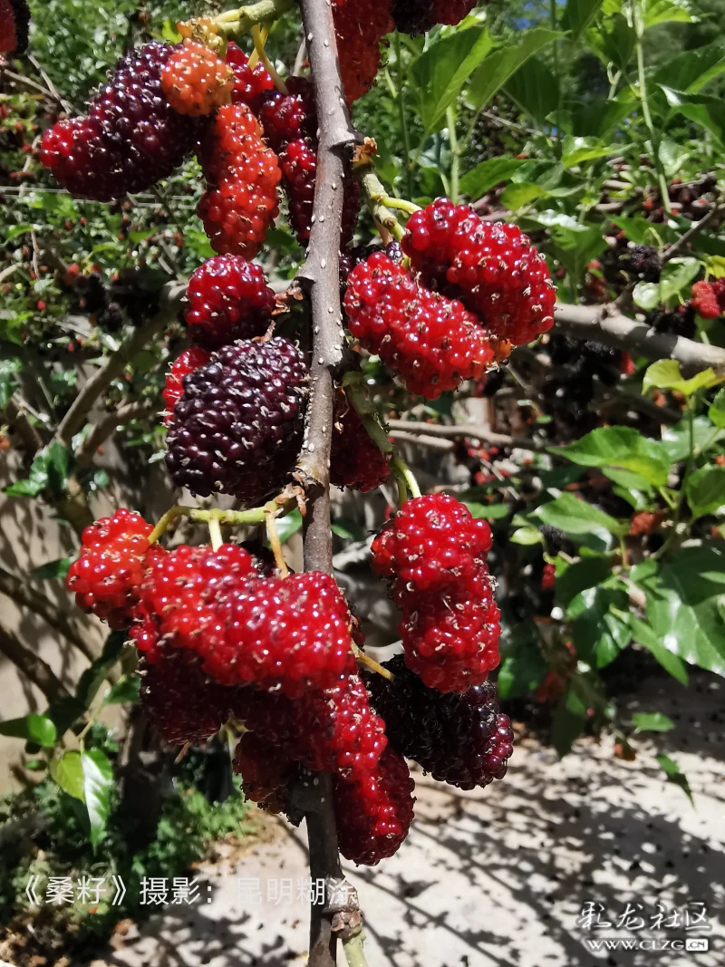 院中桑籽果实累累