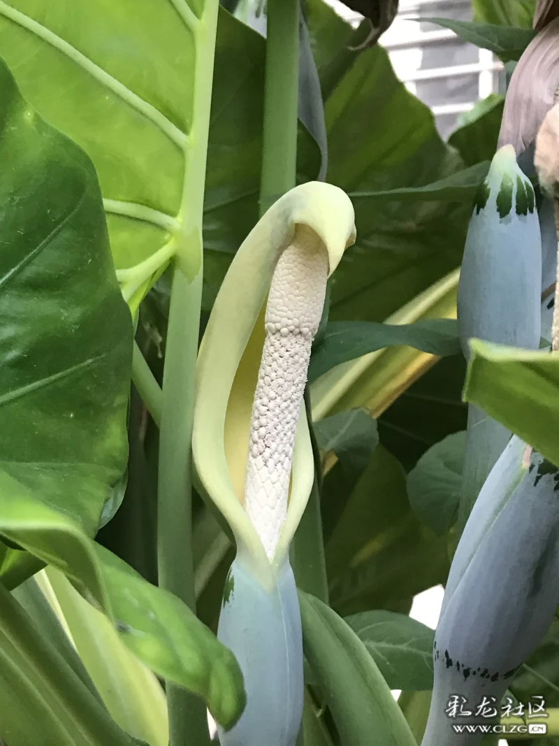 海芋花也叫滴水观音