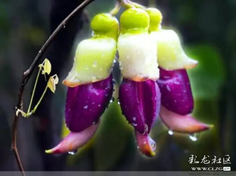 世界上的奇花来自于网络