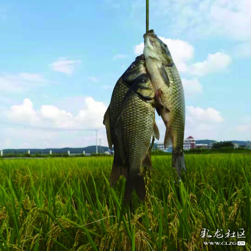 一個關於稻花魚的夢鳶飛戾天魚躍于田