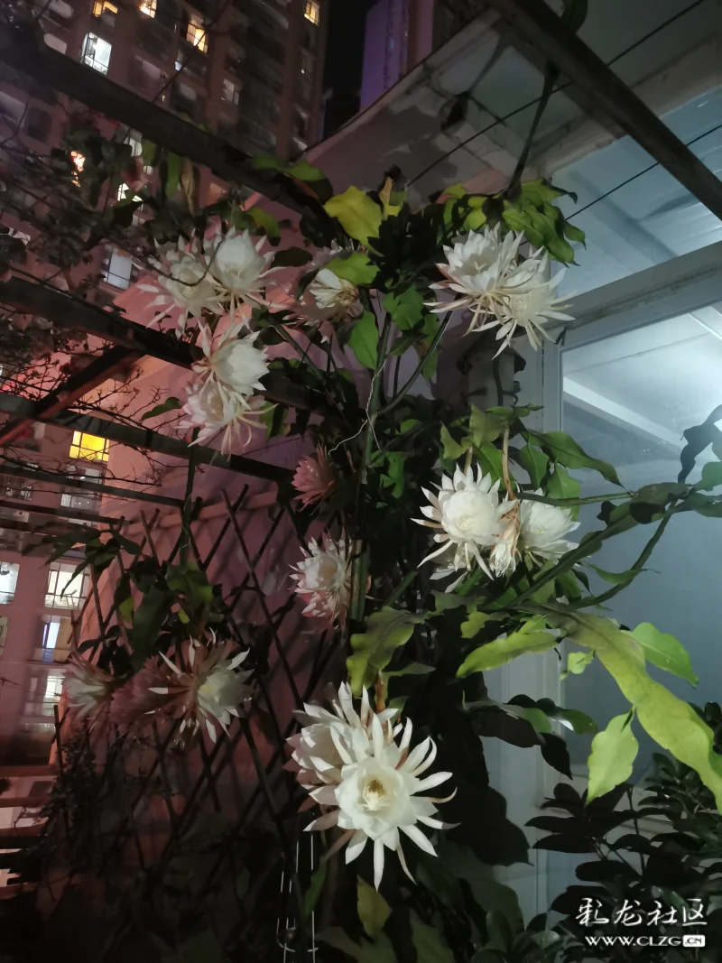 时值盛夏,亭台垂阴,是夜优昙花开,似谪仙下界,幽香清冽,素影含光,虽一