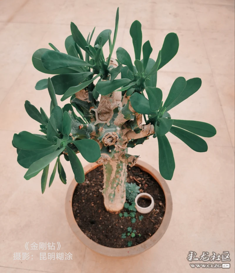 《金刚钻》-彩龙社区