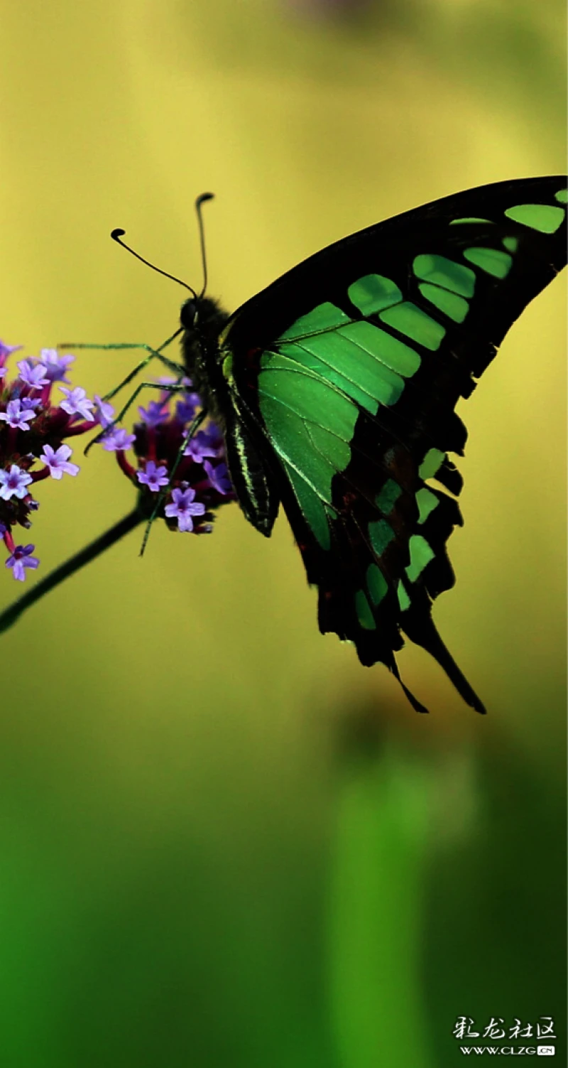 蝴蝶飞来采花蜜-彩龙社区