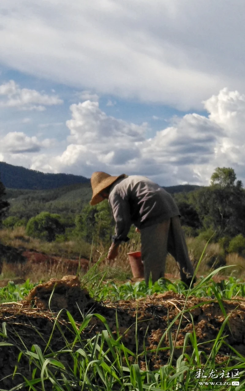 农民们顶着烈日,施肥割草.希望他们都有个好收成,辛勤带来富裕.