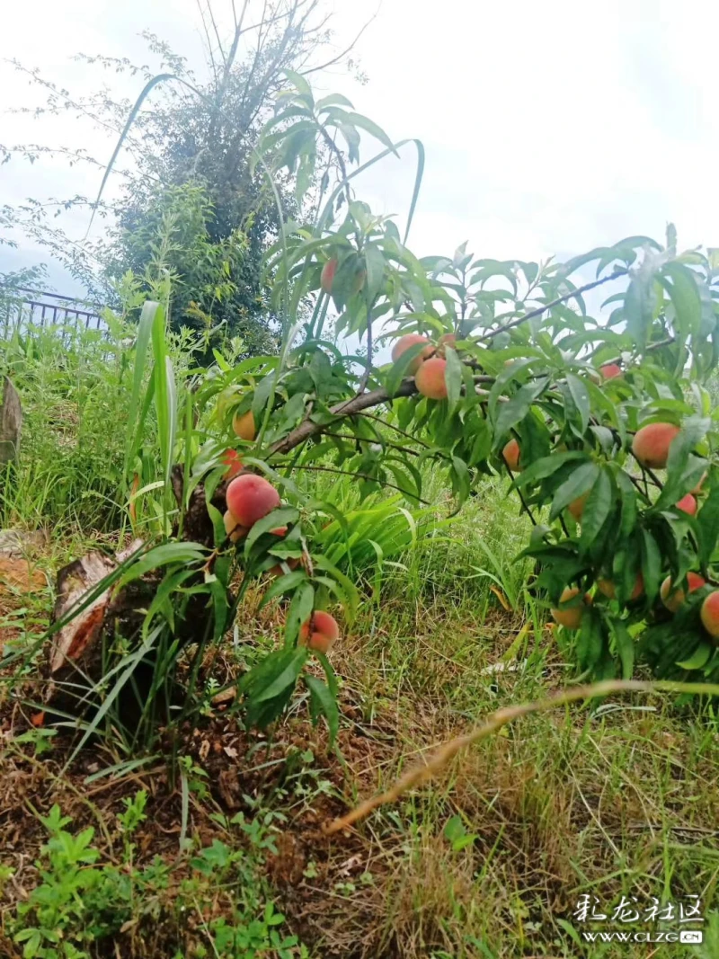 苦桃儿雪山雄鹰