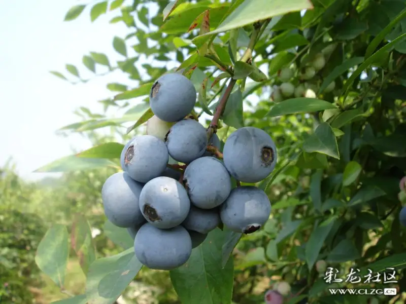 田里的蓝莓熟了雪山雄鹰