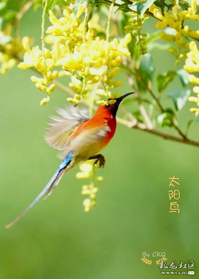 夏日春日的鸟语花香依旧2太阳鸟与荷包山桂花摄于安宁太阳寨