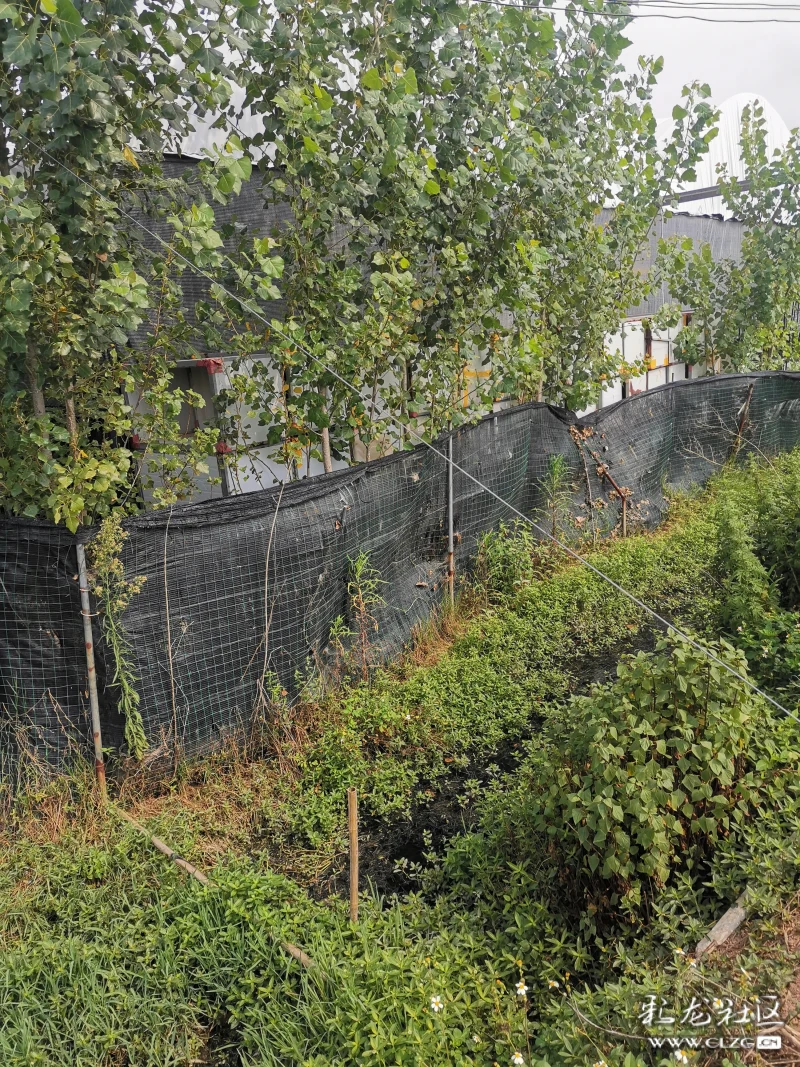 脏死了昆明市宜良县南羊镇哈喇村与柴家营交界处干花厂后面水沟