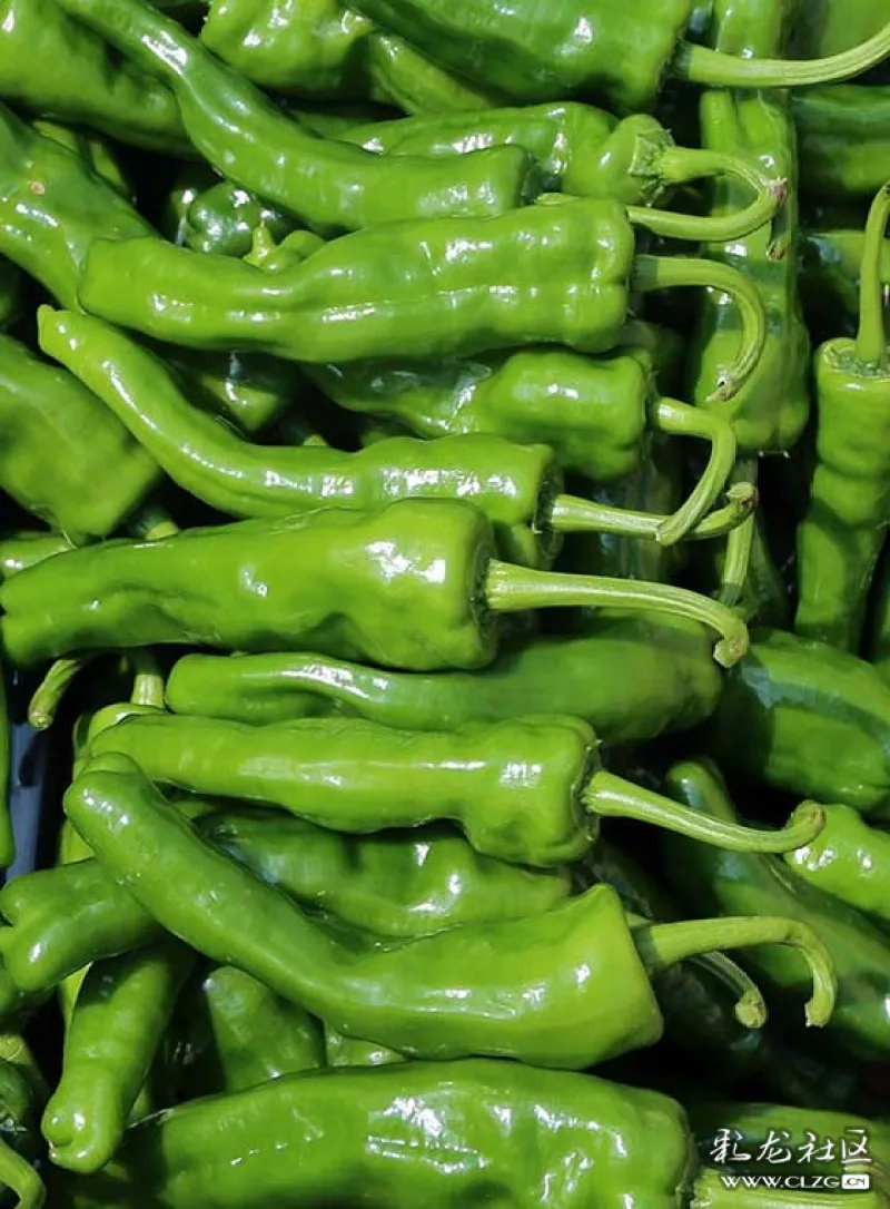 川椒种业辣椒种子批发质量与辣椒品质影响