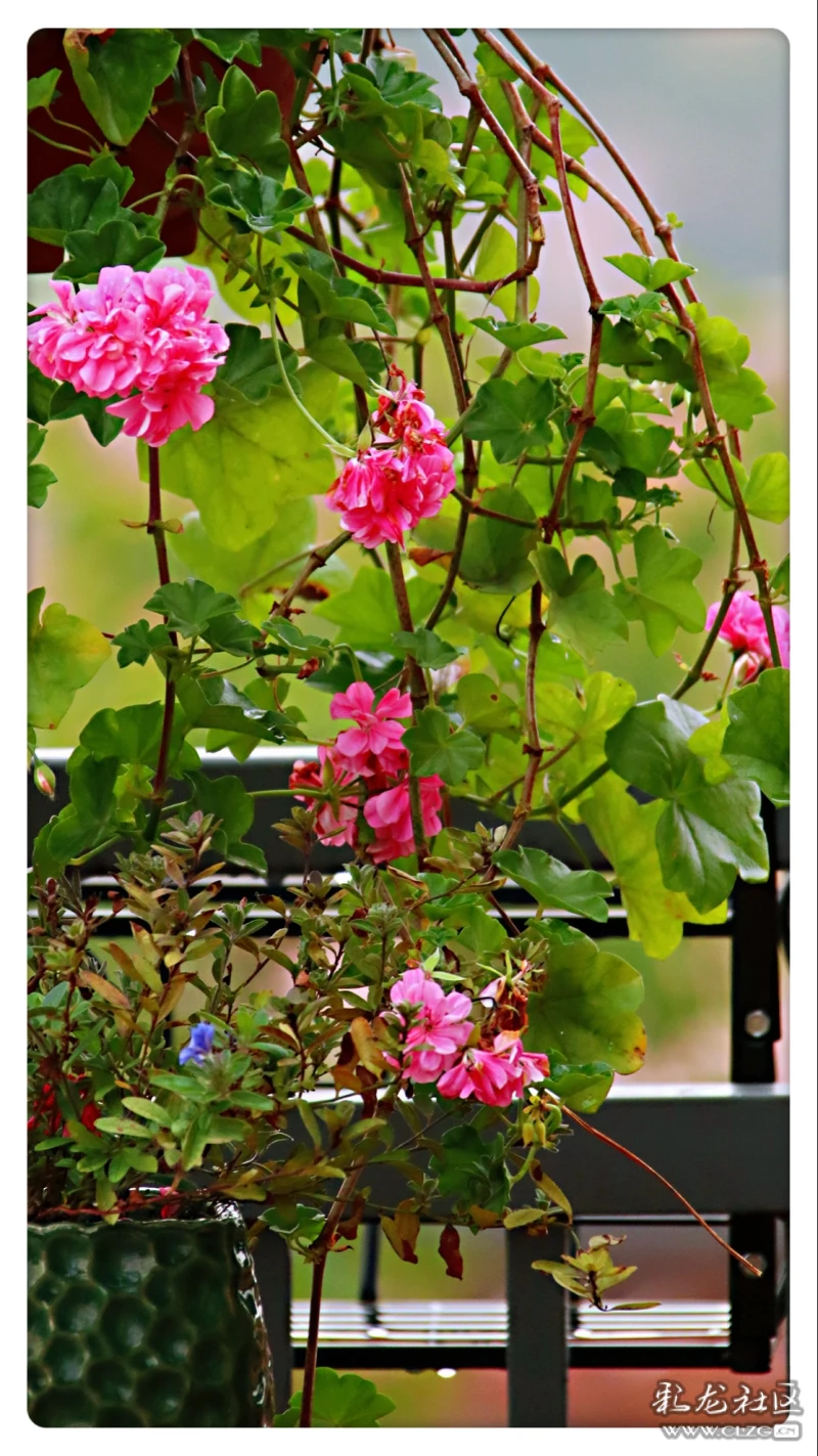 天竺葵是阳台最好养的观花植物没有之一