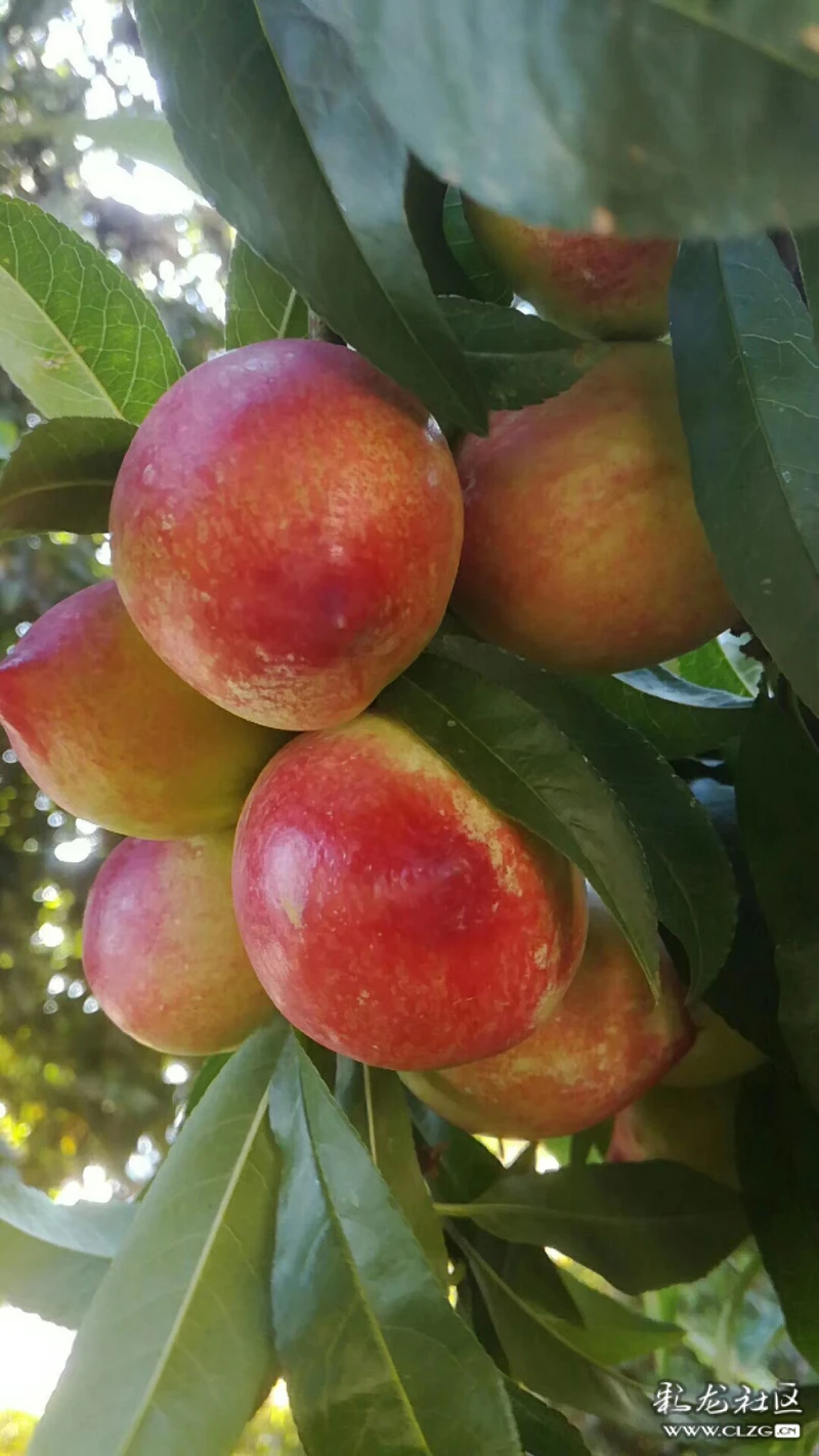 石林乡村人物素描之四爱有回响