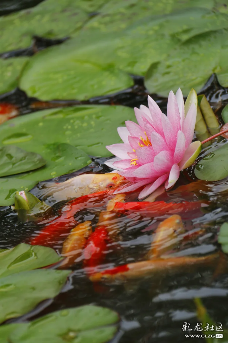 红鲤与睡莲