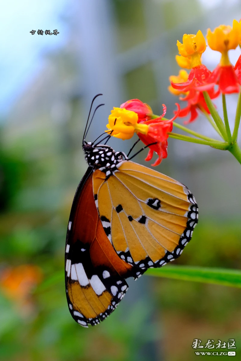 蝴蝶谷的秘密-彩龙社区
