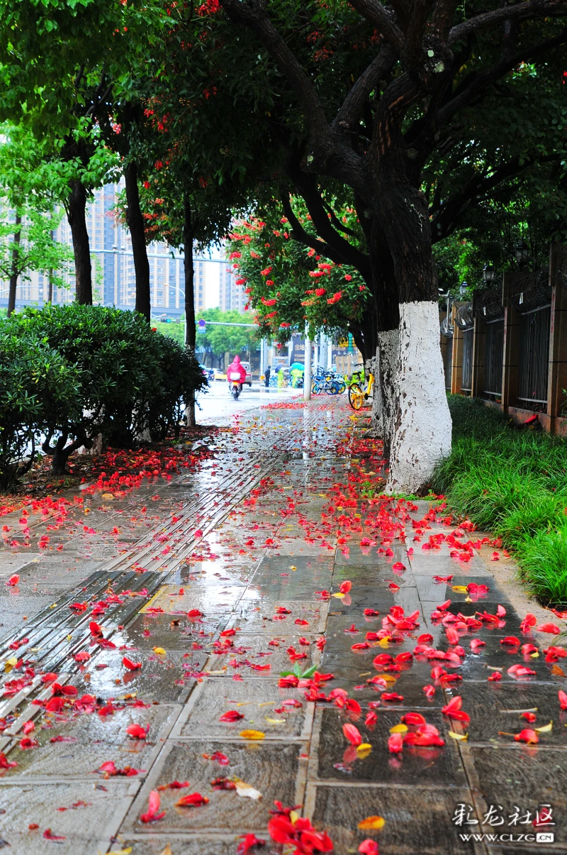 落雨有声 落花无语