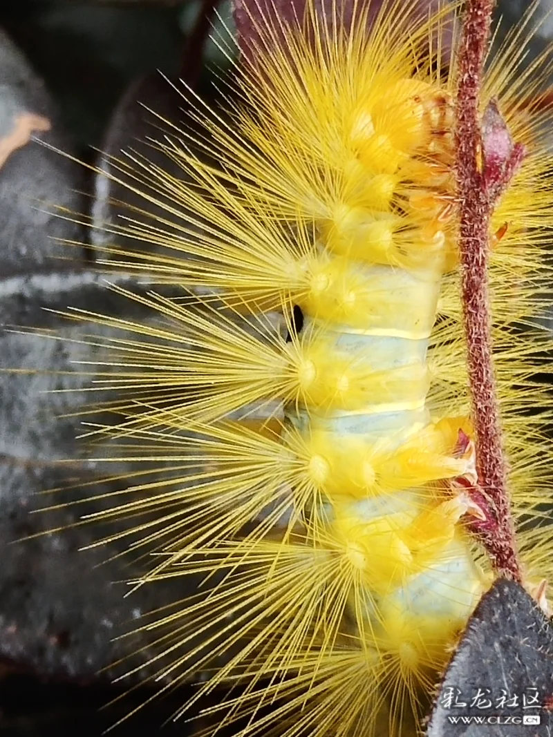 一只八角丁-彩龙社区