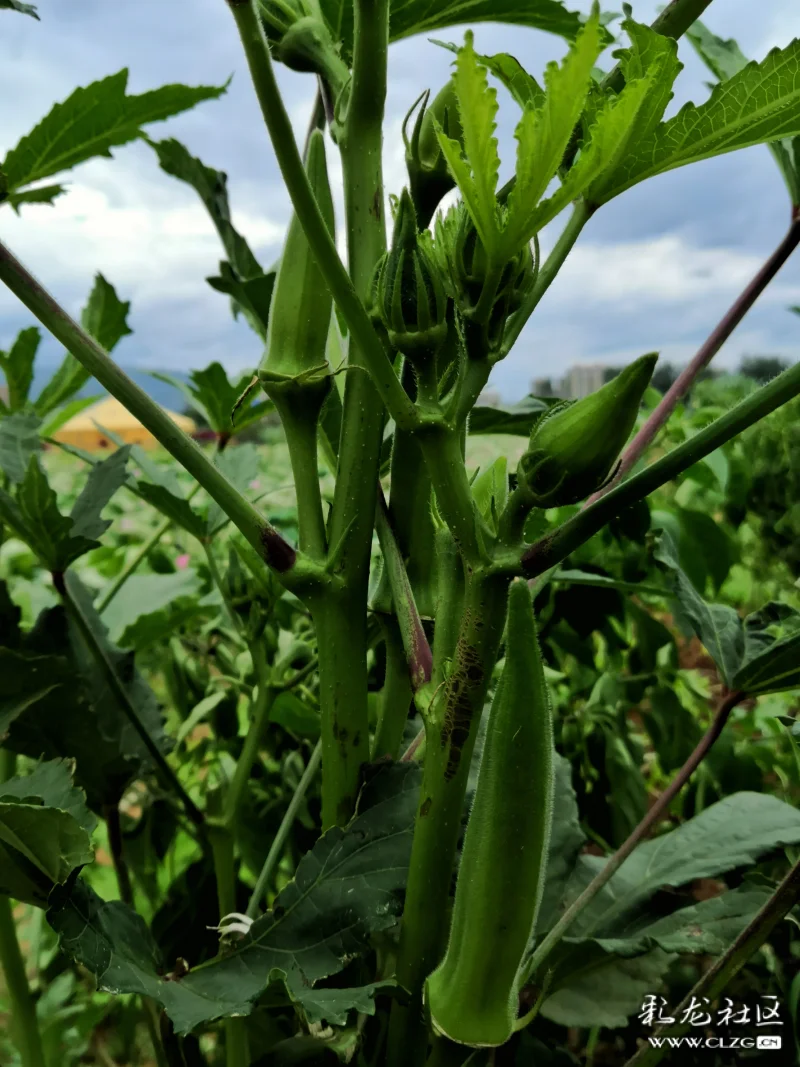 今天才知道秋葵长这个样
