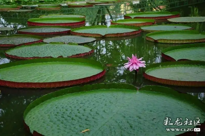 西雙版納植物園的王蓮都把馬雲給吸引來了