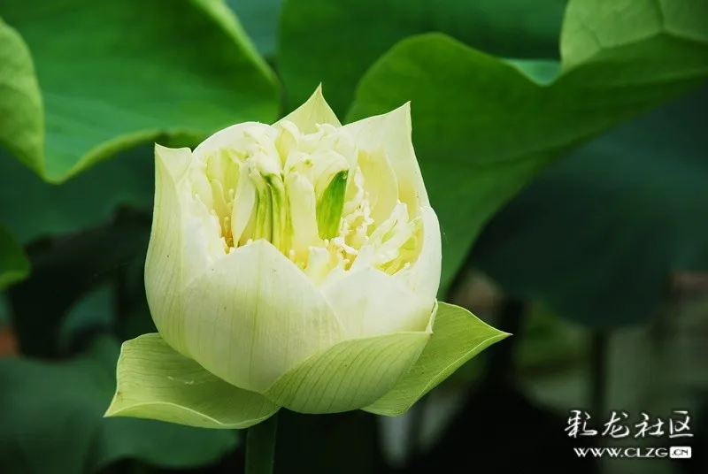 新品种荷花宝珠观音-彩龙社区