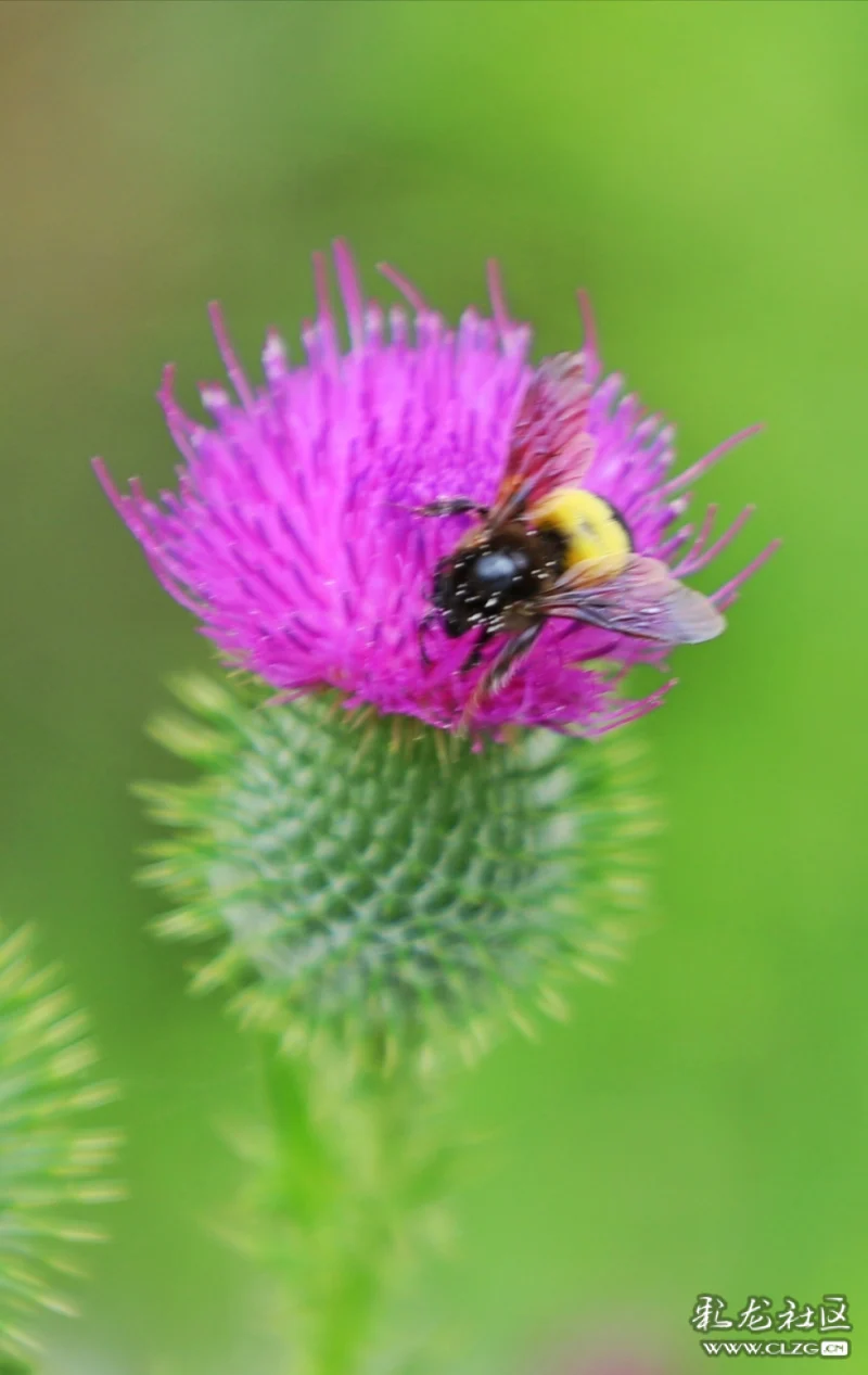 奔向花儿的中华木蜂