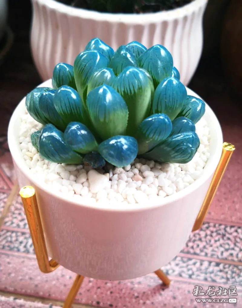 水晶多肉-彩龙社区