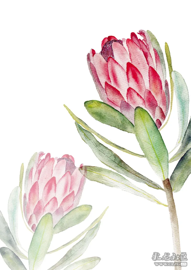 互动网络专栏《采花集》第十五期-帝王花