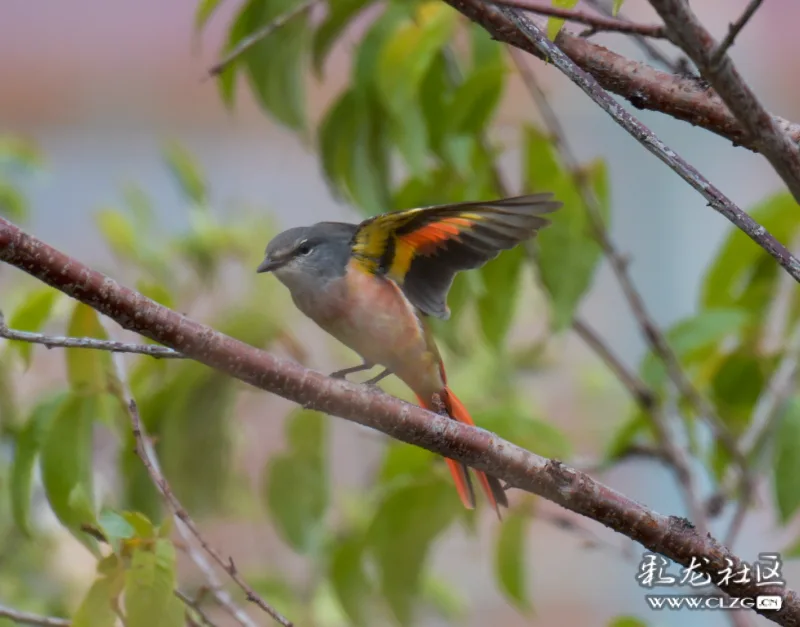 粉紅山椒鳥雄鳥雌鳥