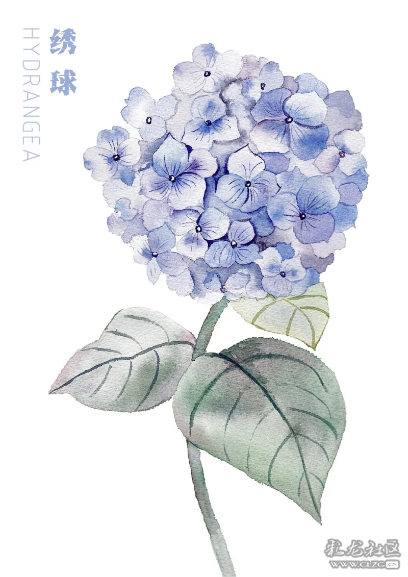 网络互动专栏采花集第十六期绣球