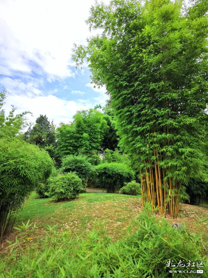 今天是立秋之日,雨後的昆明市植物園空氣清新,各種植物茂盛.