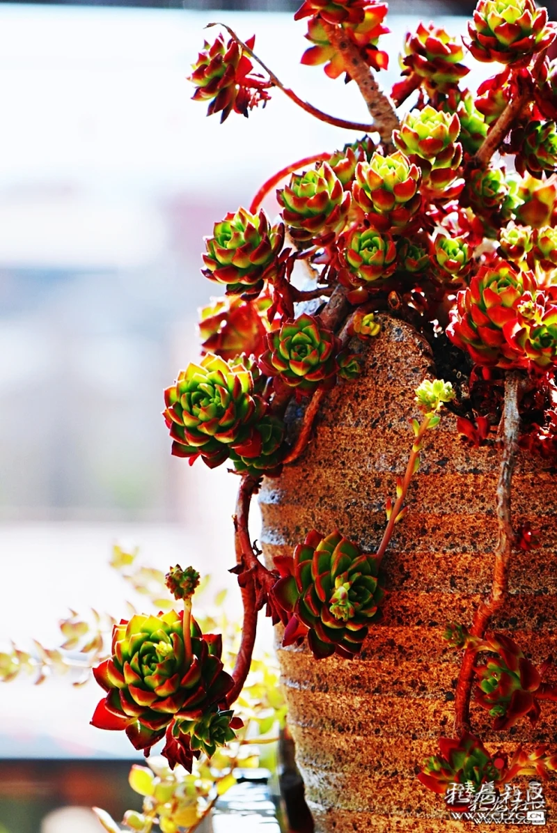 拯救蒂亚一盆多肉的涅盘重生