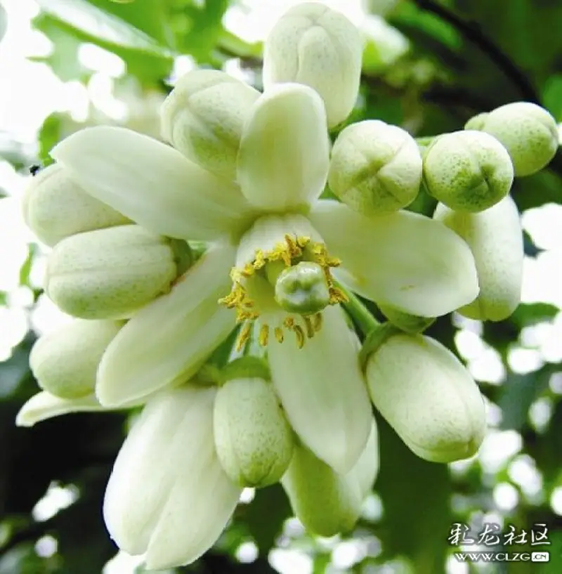 水果花系列之三吃过柚子看看柚子花是什么样子