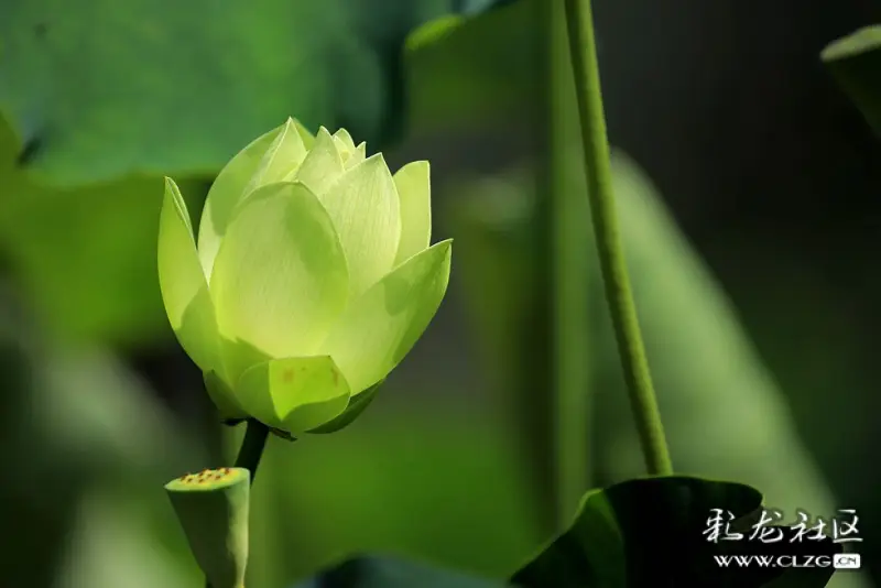 绿色的荷花