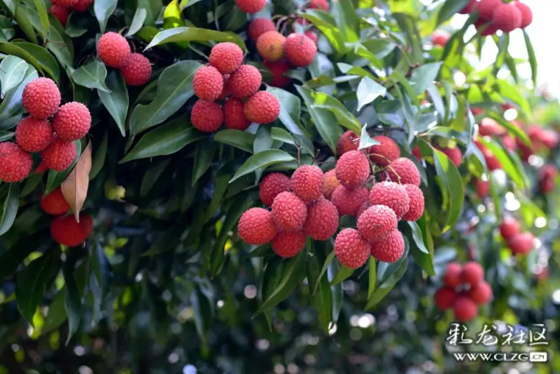 过华清宫.唐.杜牧,想必大家看到这首诗,就知道是什么