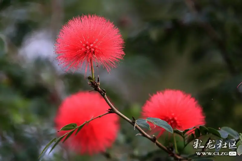 水果花系列之十一大家知道这个红彤彤毛绒绒的花吗它就是红毛丹花吃过