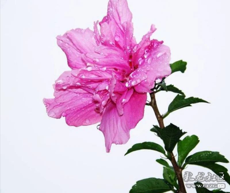 木槿花被人们喜爱,更多的是因为这种花象征的美好寓意.