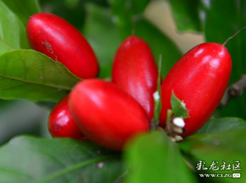 水果花系列之三十二神秘果花这种水果比花漂亮据说吃了这种水果能改变