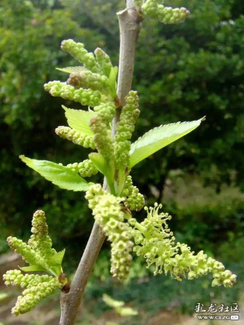 水果花系列之三十九桑椹花
