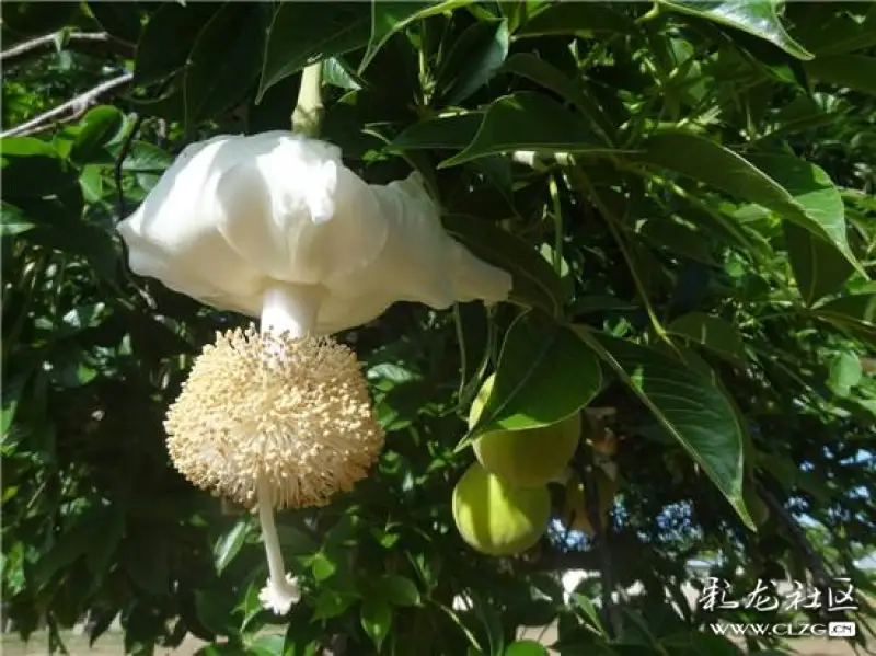 水果花系列之四十六猴面包花一一看着这个名字是不是感觉它是个烘焙类