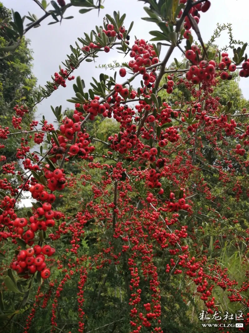 火把果年年红今年红更甚