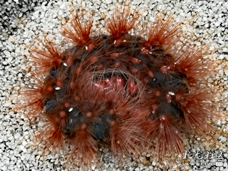 好大一个毛辣丁你不怕我不信