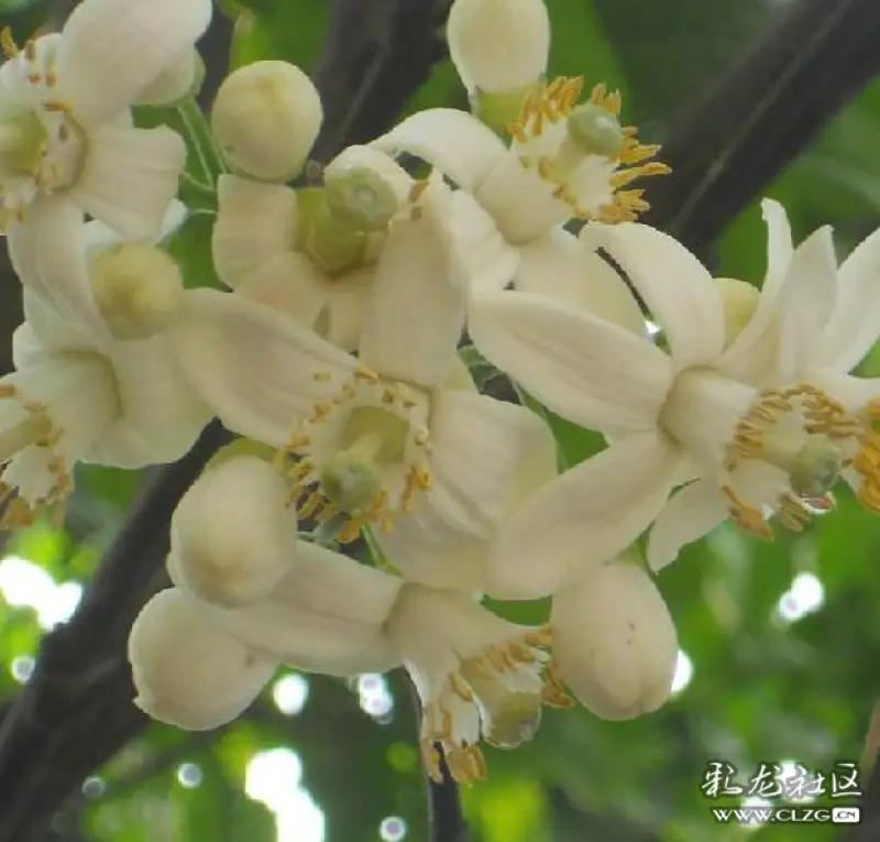 水果花系列之五十五香橼花一一此水果因为太酸了不能直接食用可以切片