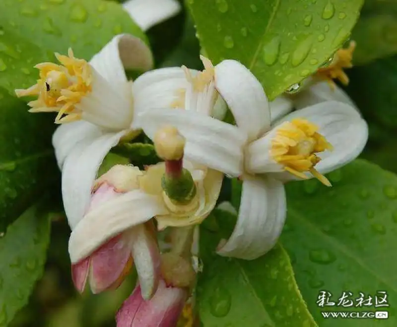 水果花系列之五十五香橼花一一此水果因为太酸了不能直接食用可以切片