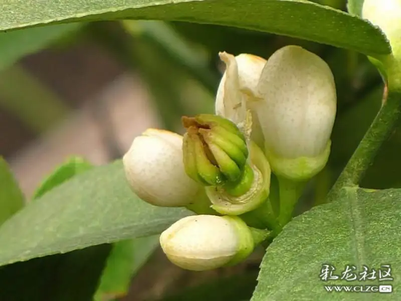 水果花系列之五十六佛手果花