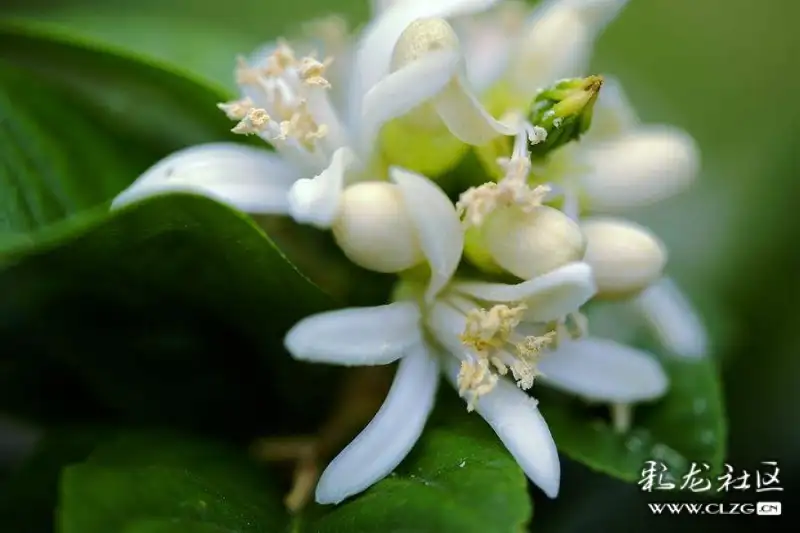 水果花系列之五十六佛手果花