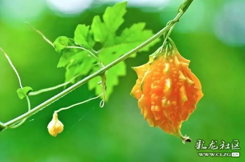 水果花系列之五十八金铃子花一一怎么感觉就是个苦瓜呢可它却是水果