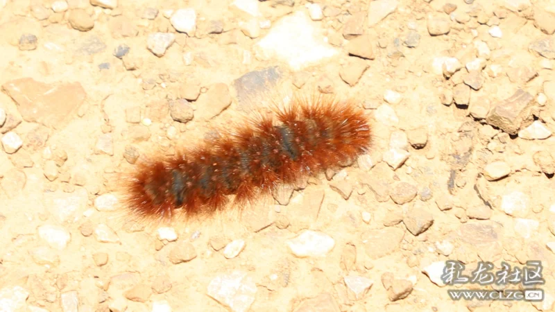 好大一个毛辣丁你不怕我不信